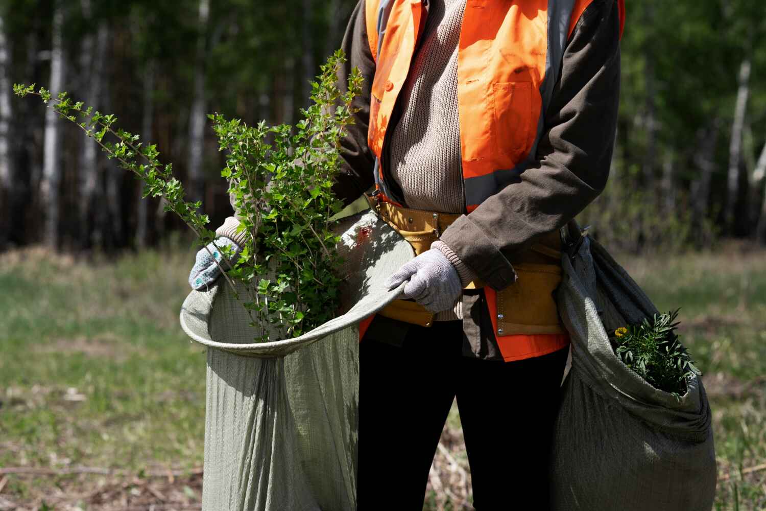 Reliable Pevely, MO Tree Service Solutions